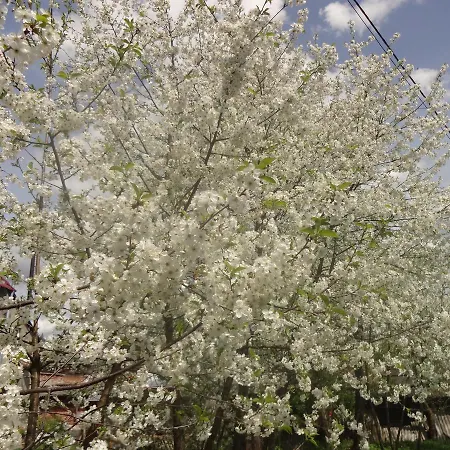 котедж-шале елітний * Slawske